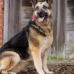 Adoptable (Official) Georgia Dogs for March 28, 2017