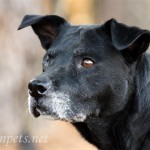 Adoptable (Official) Georgia Dogs for March 1, 2017