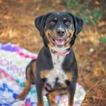 Adoptable (Official) Georgia Dogs for March 21, 2017