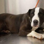 Adoptable (Official) Georgia Dogs for March 22, 2017