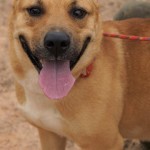 Adoptable (Official) Georgia Dogs for March 8, 2017