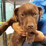 Adoptable (Official) Georgia Dogs for April 25, 2017