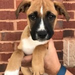 Adoptable (Official) Georgia Dogs for April 19, 2017