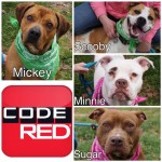 Adoptable (Official) Georgia Dogs for April 6, 2017