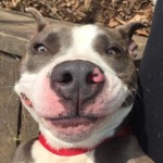 Adoptable (Official) Georgia Dogs for March 31, 2017