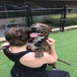 Adoptable (Official) Georgia Dogs for April 17, 2017
