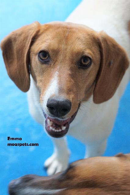 EmmaMOAS