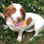 Adoptable (Official) Georgia Dogs for April 28, 2017