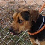 Adoptable (Official) Georgia Dogs for April 11, 2017