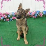 Adoptable (Official) Georgia Dogs for April 21, 2017