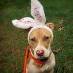 Adoptable (Official) Georgia Dogs for April 7, 2017