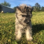 Adoptable (Official) Georgia Dogs for April 10, 2017
