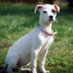 Adoptable (Official) Georgia Dogs for April 20, 2017