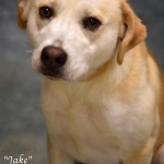 Adoptable (Official) Georgia Dogs for April 3, 2017
