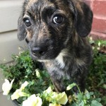 Adoptable (Official) Georgia Dogs for April 18, 2017