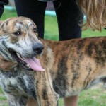 Adoptable (Official) Georgia Dogs for April 27, 2017
