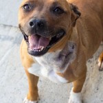 Adoptable (Official) Georgia Dogs for April 26, 2017