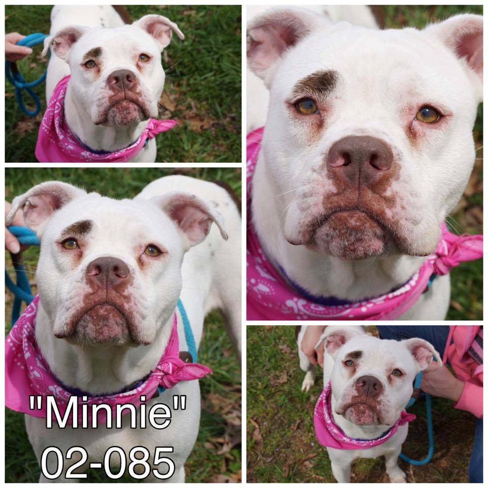 Minnie