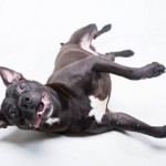 Adoptable (Official) Georgia Dogs for April 14, 2017