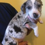 Adoptable (Official) Georgia Dogs for April 24, 2017