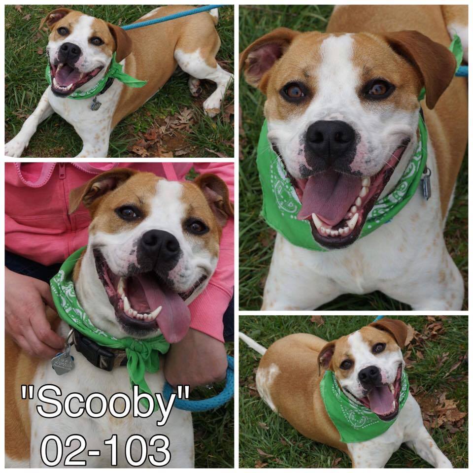 Scooby