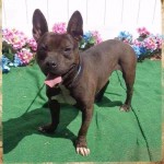 Adoptable (Official) Georgia Dogs for April 13, 2017