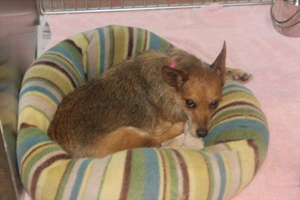 Willow