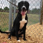 Adoptable (Official) Georgia Dogs for May 12, 2017