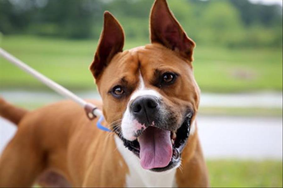Barney Boxer