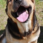Adoptable (Official) Georgia Dogs for May 10, 2017
