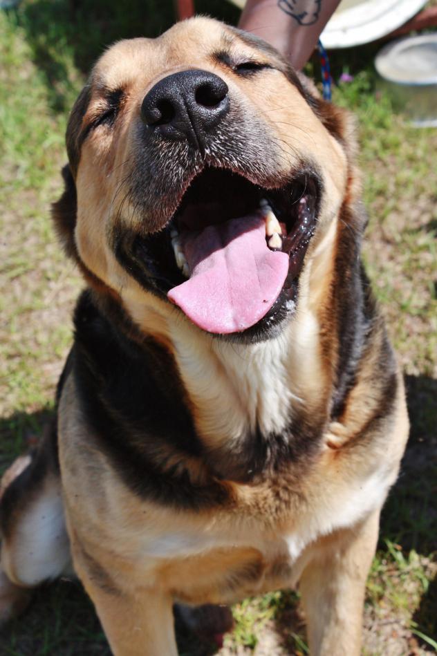 Brutus