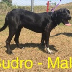 Adoptable (Official) Georgia Dogs for May 22, 2017