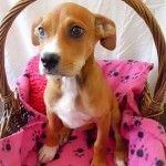 Adoptable (Official) Georgia Dogs for May 30, 2017