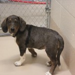 Adoptable (Official) Georgia Dogs for May 2, 2017