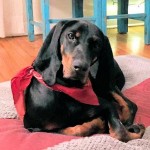 Adoptable (Official) Georgia Dogs for May 15, 2017