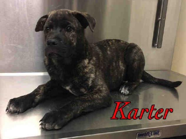 Karter