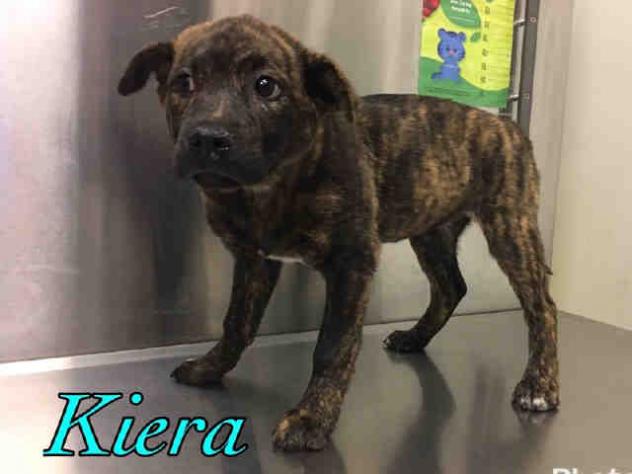Kiera