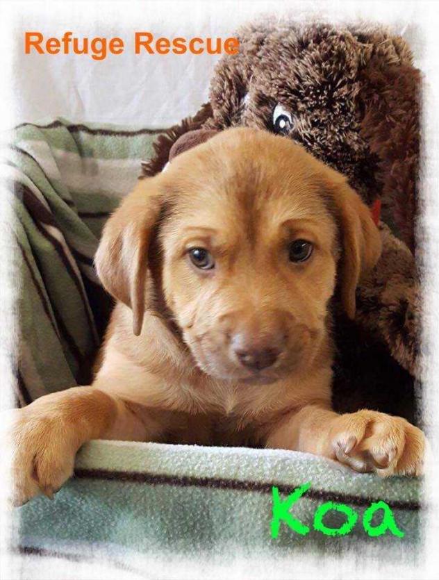 Koa