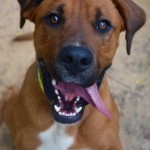 Adoptable (Official) Georgia Dogs for May 16, 2017
