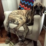 Adoptable (Official) Georgia Dogs for May 4, 2017