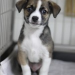 Adoptable (Official) Dogs for May 9, 2017