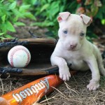 Adoptable (Official) Georgia Dogs for May 23, 2017