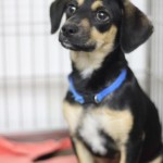 Adoptable (Official) Georgia Dogs for May 8, 2017