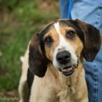 Adoptable (Official) Georgia Dogs for May 2, 2017