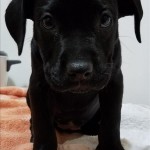 Adoptable (Official) Georgia Dogs for May 25, 2017