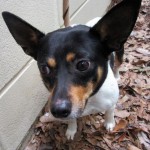 Adoptable (Official) Georgia Dogs for May 5, 2017