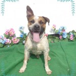 Adoptable (Official) Georgia Dogs for May 17, 2017