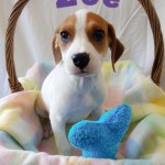 Adoptable (Official) Georgia Dogs for May 27, 2016