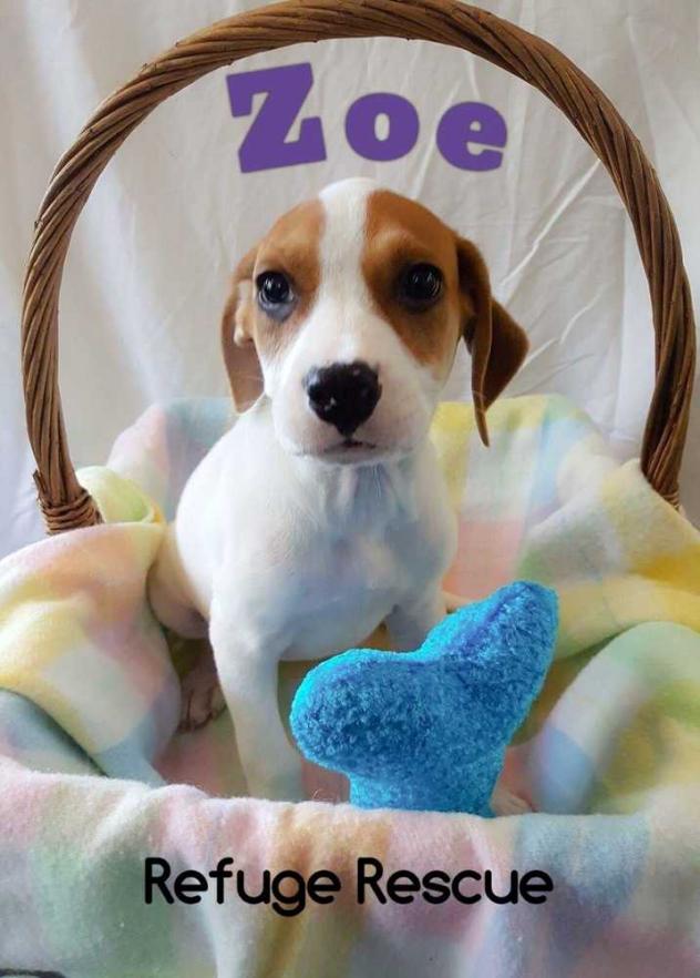 Zoe