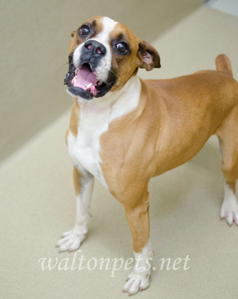 1747788 Baxter